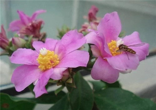 櫻麒麟盆栽和做藝術(shù)造型的花籬花架效果佳