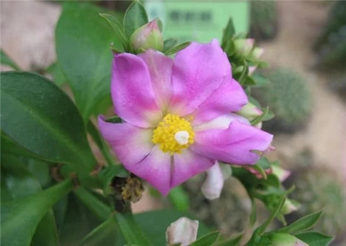 櫻麒麟盆栽和做藝術(shù)造型的花籬花架效果佳