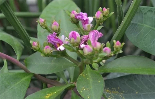 櫻麒麟盆栽和做藝術(shù)造型的花籬花架效果佳