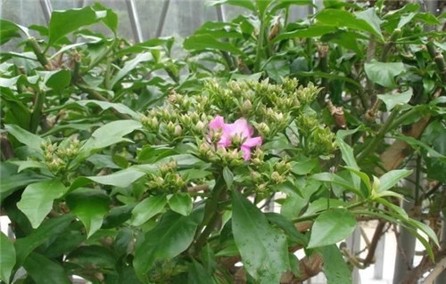 櫻麒麟盆栽和做藝術(shù)造型的花籬花架效果佳