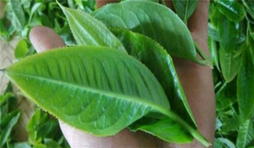 如何鑒別古樹茶?這六點(diǎn)很重要