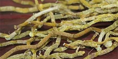 瀕臨滅絕的珍貴仙草——鐵皮石斛