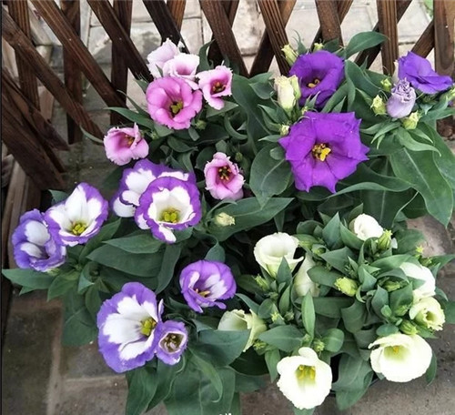 洋桔梗花卉規模化育苗技術