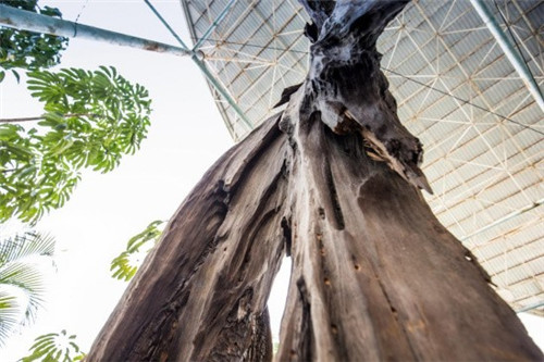 觀音山古樹博物館比黃帝還老的“老人”