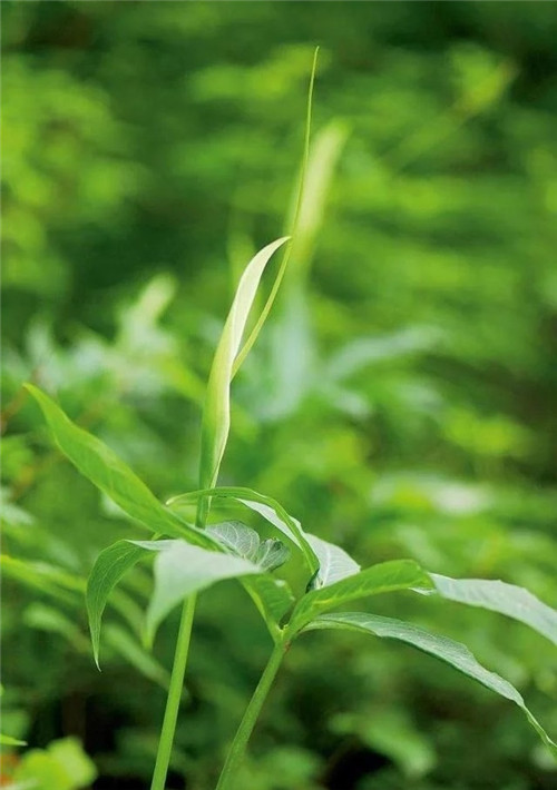 這種植物，只需要一丁點，讓你立馬失去知覺