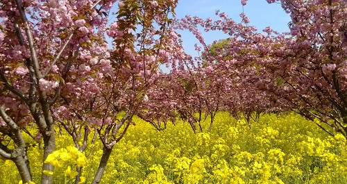 吳中勝境太湖明珠:蘇州上方山國家森林公園