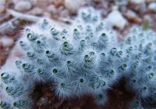 球根多肉植物哪種最好看?香果石蒜不能少