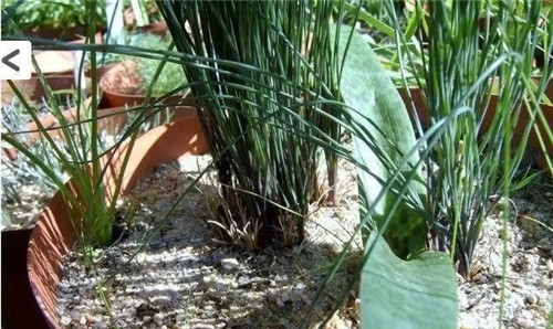 球根多肉植物哪種最好看?香果石蒜不能少