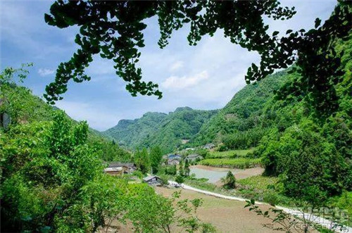 走進(jìn)千年古樹群風(fēng)景區(qū)