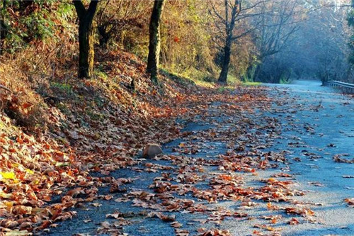 走進(jìn)千年古樹群風(fēng)景區(qū)