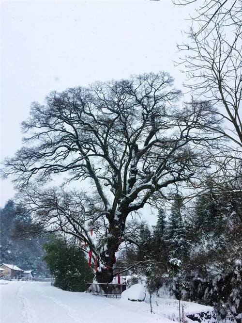 走進(jìn)千年古樹群風(fēng)景區(qū)