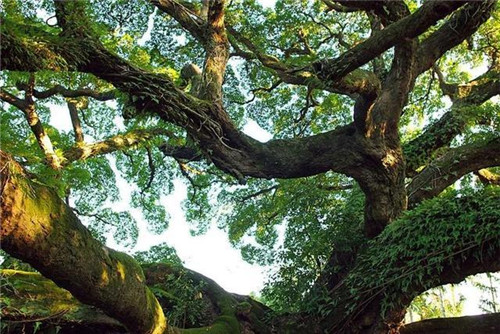 走進(jìn)千年古樹群風(fēng)景區(qū)