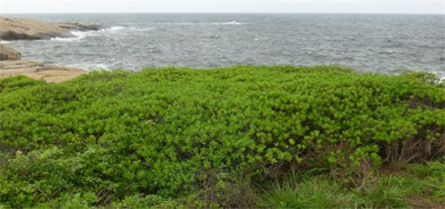 研究人員發(fā)現(xiàn)我國被子植物新記錄