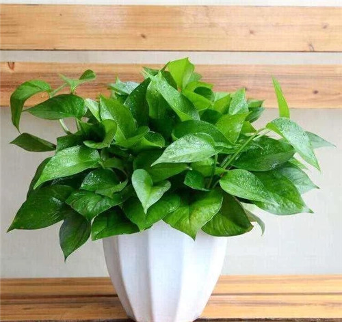 這8種植物是凈化空氣的能手，關鍵好養活！