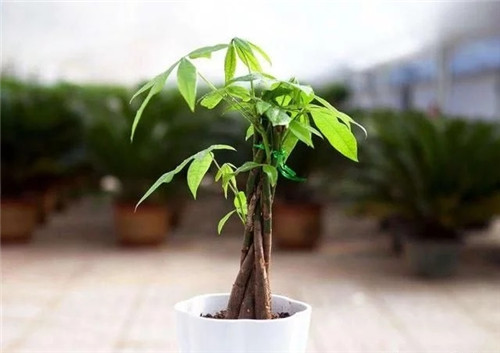 這8種植物是凈化空氣的能手，關鍵好養活！