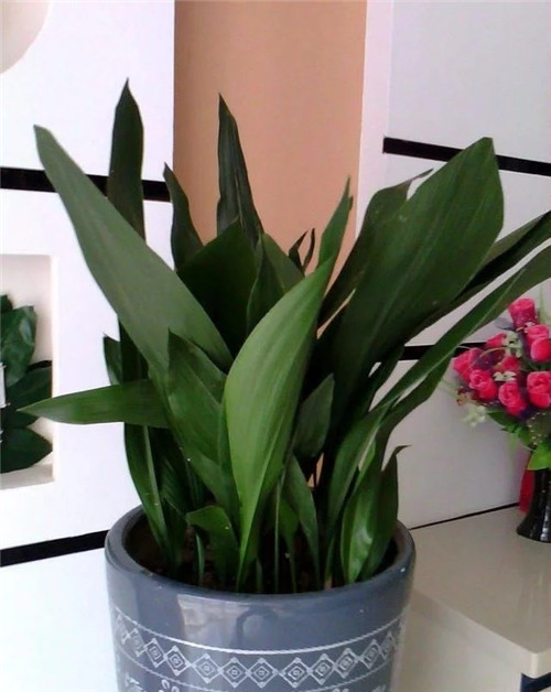 這8種植物是凈化空氣的能手，關鍵好養活！