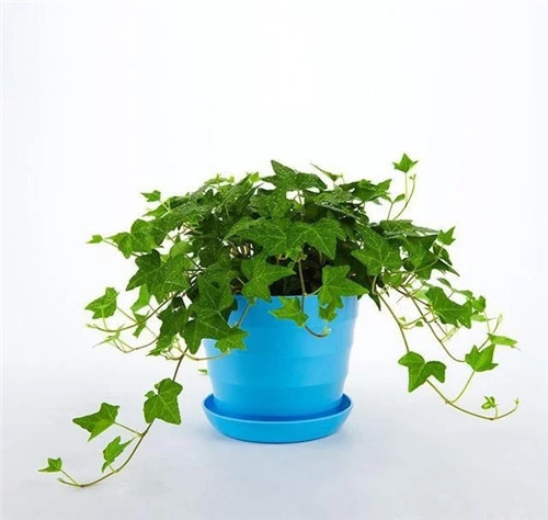 這8種植物是凈化空氣的能手，關鍵好養活！