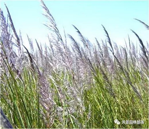 巧妙識(shí)別23種景觀設(shè)計(jì)常用觀賞草