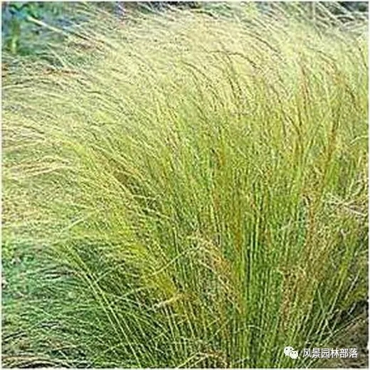 巧妙識(shí)別23種景觀設(shè)計(jì)常用觀賞草