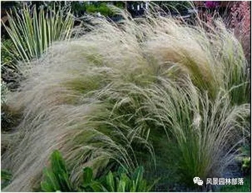 巧妙識(shí)別23種景觀設(shè)計(jì)常用觀賞草