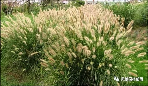 巧妙識(shí)別23種景觀設(shè)計(jì)常用觀賞草