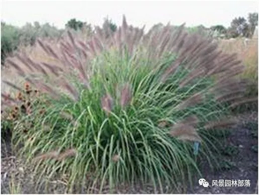 巧妙識(shí)別23種景觀設(shè)計(jì)常用觀賞草