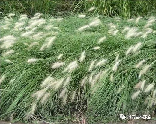 巧妙識(shí)別23種景觀設(shè)計(jì)常用觀賞草