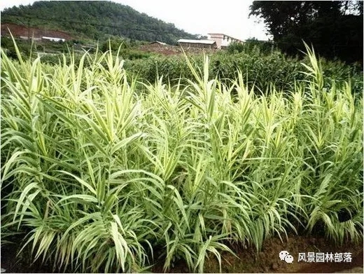 巧妙識(shí)別23種景觀設(shè)計(jì)常用觀賞草