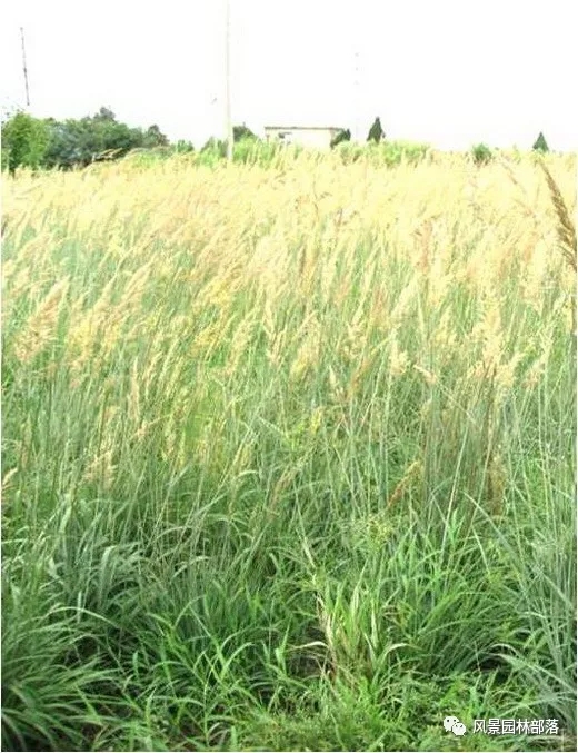 巧妙識(shí)別23種景觀設(shè)計(jì)常用觀賞草