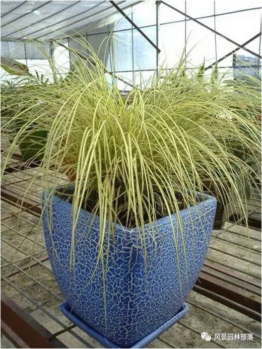 巧妙識(shí)別23種景觀設(shè)計(jì)常用觀賞草