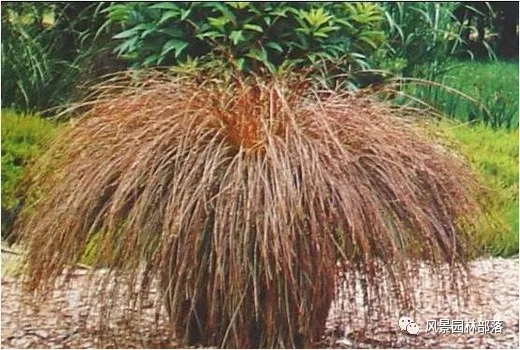 巧妙識(shí)別23種景觀設(shè)計(jì)常用觀賞草