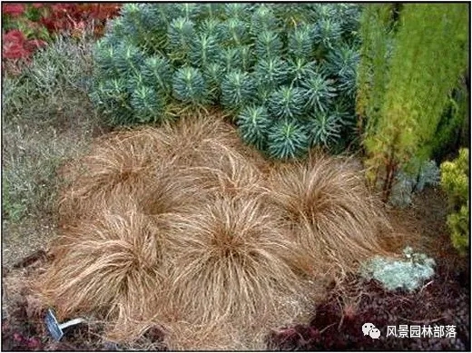 巧妙識(shí)別23種景觀設(shè)計(jì)常用觀賞草