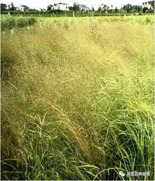 巧妙識(shí)別23種景觀設(shè)計(jì)常用觀賞草