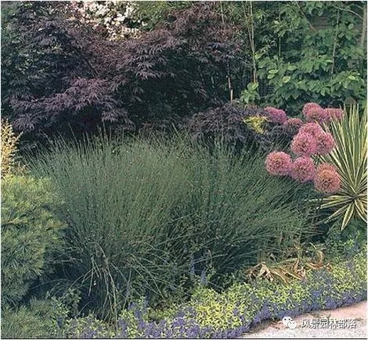 巧妙識(shí)別23種景觀設(shè)計(jì)常用觀賞草