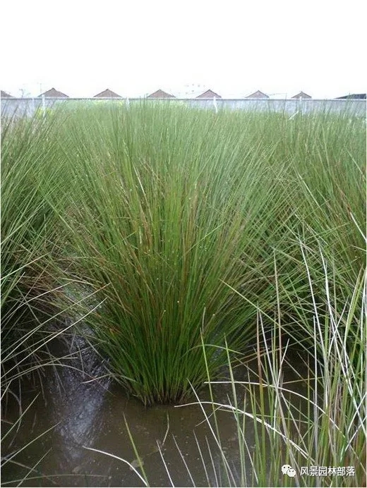 巧妙識(shí)別23種景觀設(shè)計(jì)常用觀賞草