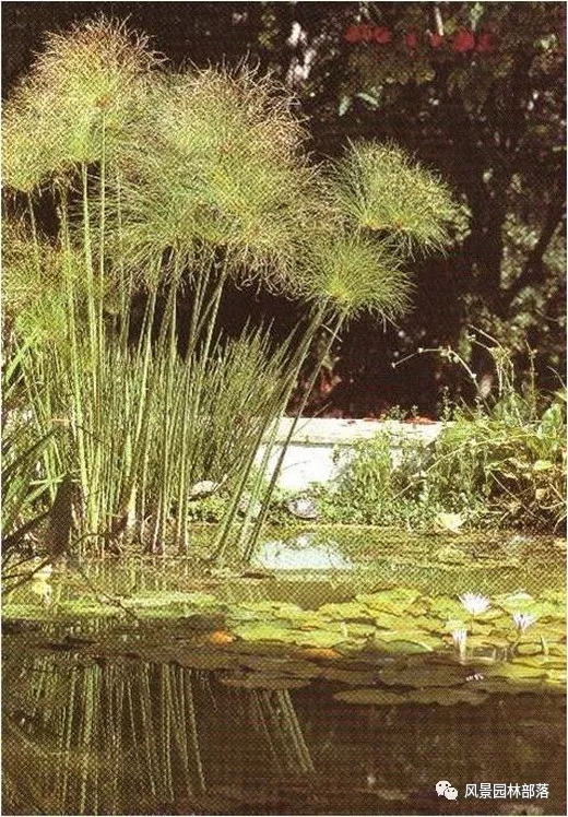 巧妙識(shí)別23種景觀設(shè)計(jì)常用觀賞草