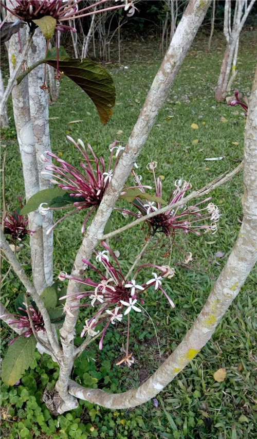 煙火樹，大青屬植物在古籍中的描述