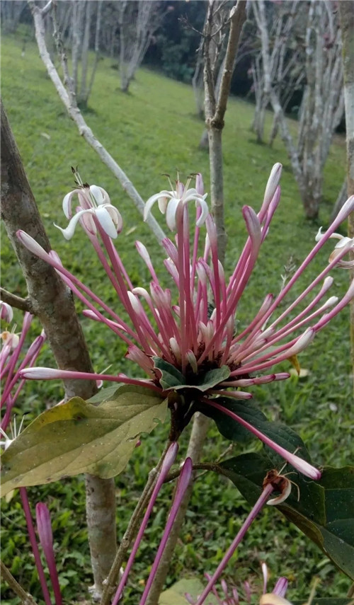 煙火樹，大青屬植物在古籍中的描述