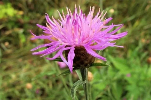 9種擁有動物行為的植物