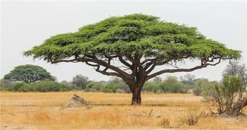 9種擁有動物行為的植物