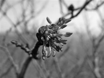 “植物大熊貓”銀縷梅首次現身奉化山區(qū)