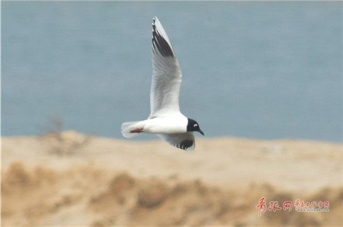 大群全球性瀕危鳥類黑嘴鷗現身膠州灣濕地