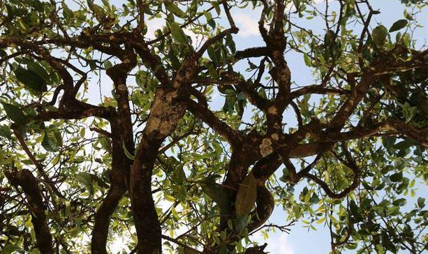 為什么市場上的古樹茶都那么貴？