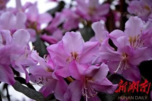 杜鵑工程技術研究中心落戶省森林植物園