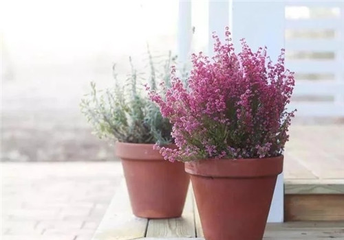 10種特別耐寒的盆栽花卉，北方冬天也凍不死