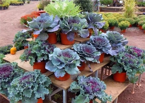 10種特別耐寒的盆栽花卉，北方冬天也凍不死