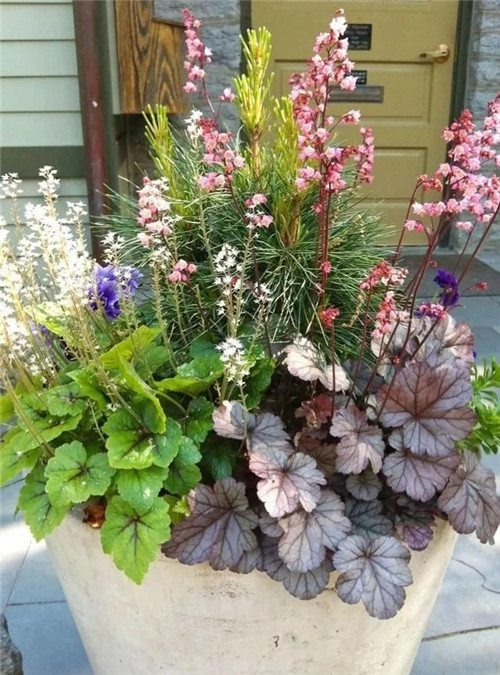 10種特別耐寒的盆栽花卉，北方冬天也凍不死