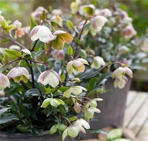 10種特別耐寒的盆栽花卉，北方冬天也凍不死