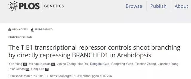 科學家在植物分枝調控研究中取得重要進展