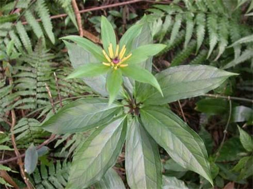 農村這種野草，它在民間的珍貴價值